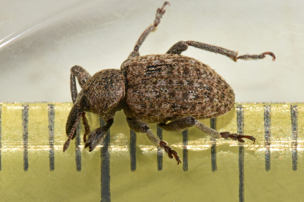 Curculionidae: Hypera (Dapalinus) contaminata